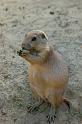 dierentuin emmen_0972